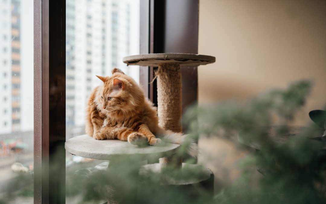 Crafting a Feline Paradise: Selecting the Ideal Cat Tower