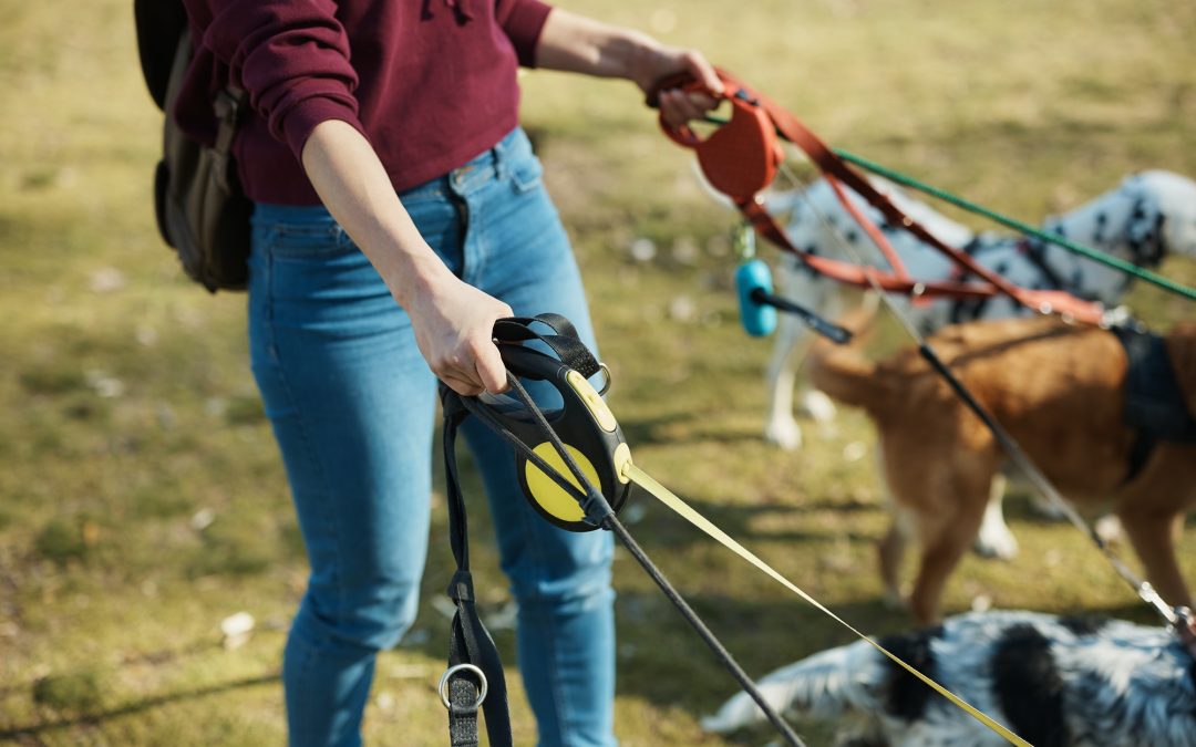 A Pet Owner’s Guide to Successfully Introducing a Pet-Sitter or Dog-Walker