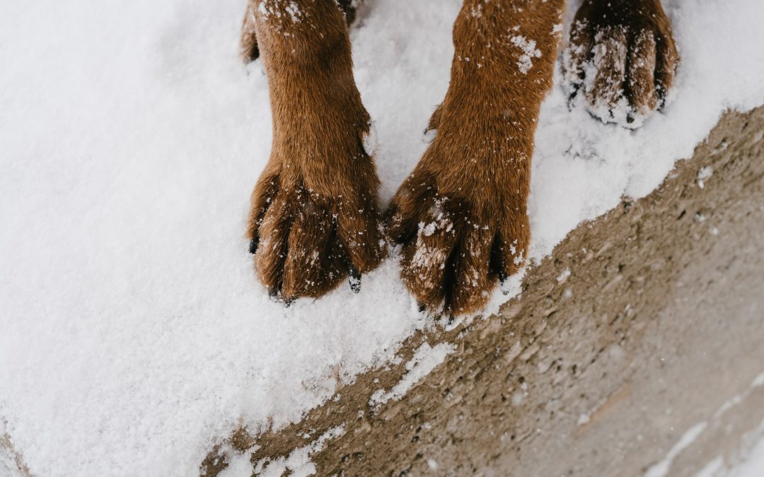 Paw Protection: Innovative Products for Your Pet’s Outdoor Adventures