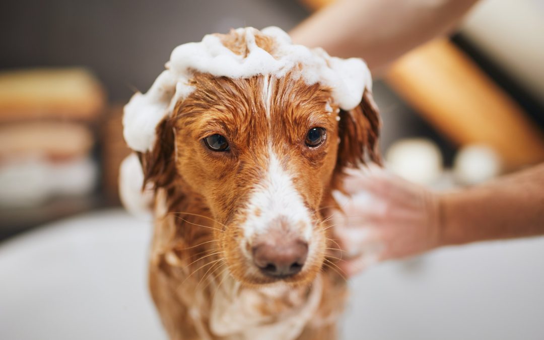 Bath Time Tactics: Tips for Pets Who Dislike Water