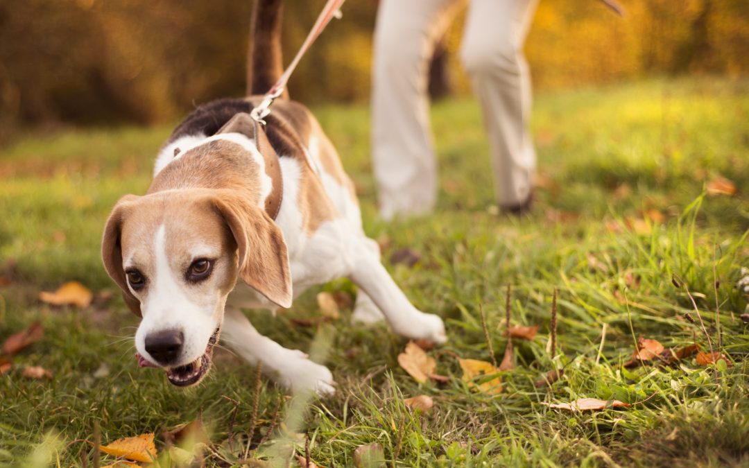 Leading the Pack: Effective Dog Training Techniques for Walks